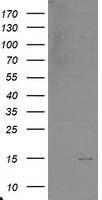 XTP4 Antibody