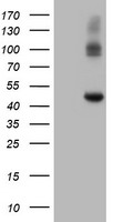 Carboxypeptidase A2 Antibody