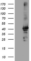 CRYZL1 Antibody