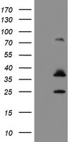 CYB5R1 Antibody