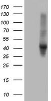 SERPINE2 Antibody