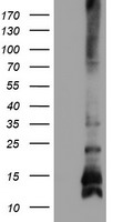 FXYD3 Antibody