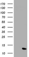 XTP4 Antibody