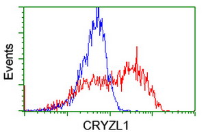 CRYZL1 Antibody