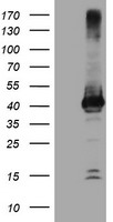 CRYZL1 Antibody