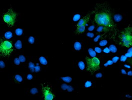 SPINT1 Antibody