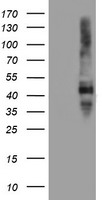 SERPINE2 Antibody