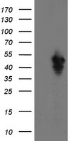 SERPINE2 Antibody