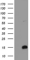 FXYD3 Antibody