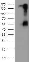 SPINT1 Antibody