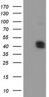 CPO Antibody