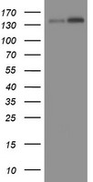 TAF2 Antibody
