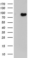 LRRC50 Antibody