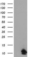 FXYD3 Antibody