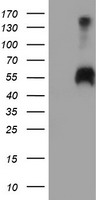 SPINT1 Antibody