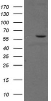 Phosphoribosyl pyrophosphate amidotransferase Antibody