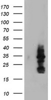 MIF4GD Antibody