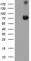 ATIC Antibody