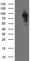 LRRC50 Antibody