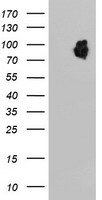 LRRC50 Antibody
