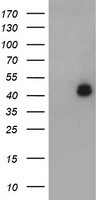 LIM1 Antibody