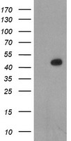 LIM1 Antibody