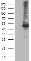 Carboxypeptidase A Antibody