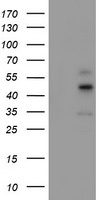 Carboxypeptidase A Antibody