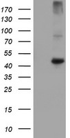 Carboxypeptidase A Antibody