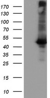 Carboxypeptidase A Antibody