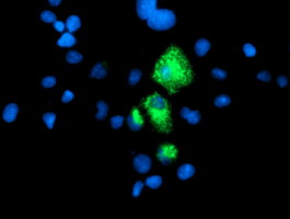 Carboxypeptidase A Antibody