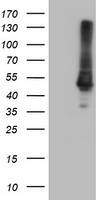 Carboxypeptidase A Antibody