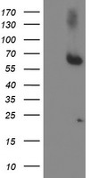 ACSM5 Antibody