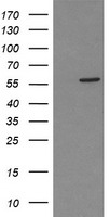 Phosphoribosyl pyrophosphate amidotransferase Antibody