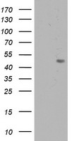 APMAP Antibody