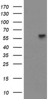 Phosphoribosyl pyrophosphate amidotransferase Antibody
