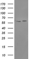Phosphoribosyl pyrophosphate amidotransferase Antibody