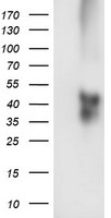 TMEFF2 Antibody