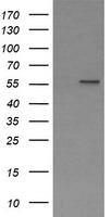 Phosphoribosyl pyrophosphate amidotransferase Antibody
