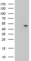 APMAP Antibody