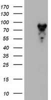 MPP5 Antibody