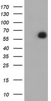 PPAT Antibody