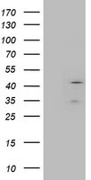 LAYN Antibody