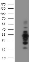MIF4GD Antibody