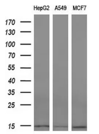 Cystatin C (CST3) antibody