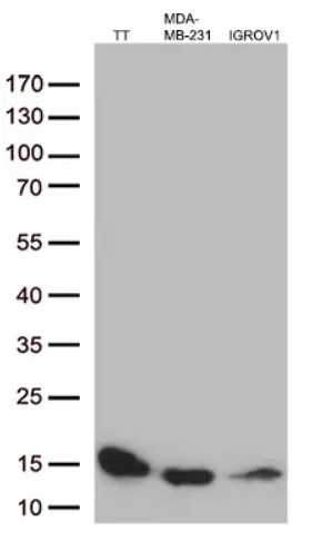 Cystatin C (CST3) antibody