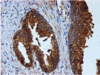 Cystatin C (CST3) antibody