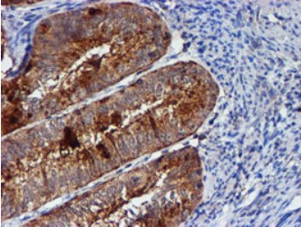 Cystatin C (CST3) antibody