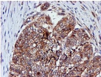 Cystatin C (CST3) antibody