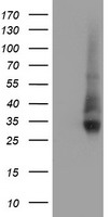 NPTN Antibody